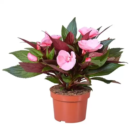 Impatiens New Guinea 'Tamarinda Light Pink'