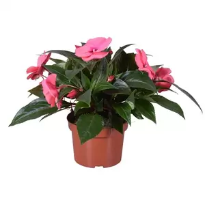 Impatiens New Guinea 'Tamarinda Pink'