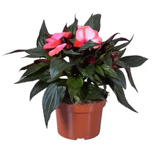 Impatiens New Guinea 'Tamarinda Red Star'