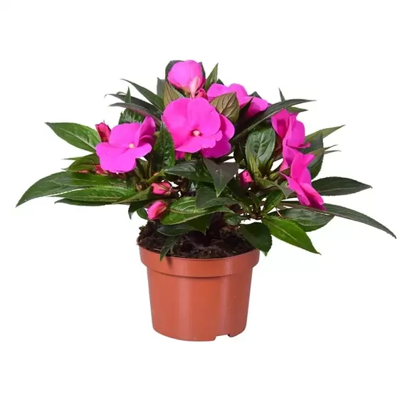 Impatiens New Guinea 'Tamarinda Violet'