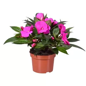 Impatiens New Guinea 'Tamarinda Violet'