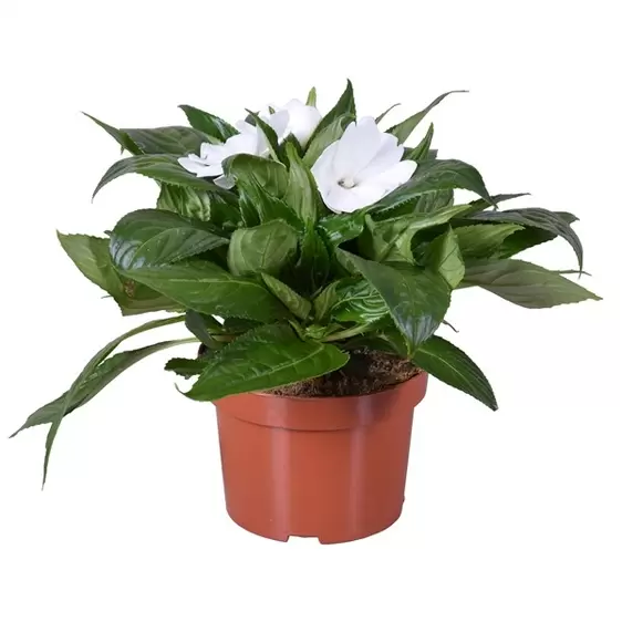 Impatiens New Guinea 'Tamarinda White'