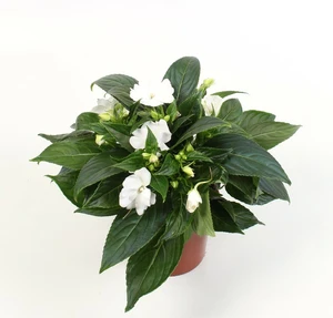 Impatiens New Guinea 'White'