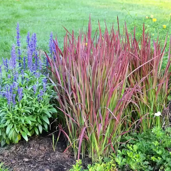 Imperata cylindrica 'Red Baron' 9cm - image 1