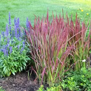 Imperata cylindrica 'Red Baron' 9cm - image 3