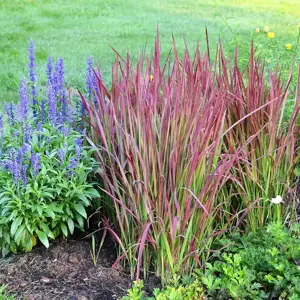 Imperata cylindrica 'Red Baron' 1L - image 1