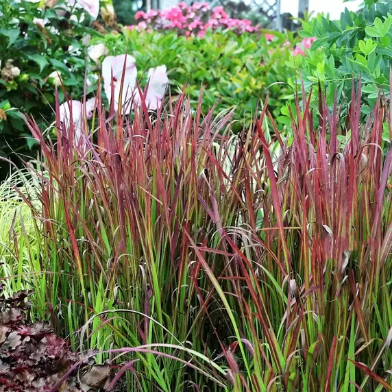 Imperata cylindrica 'Red Baron' 1L - image 3