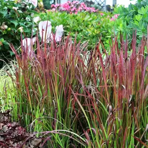 Imperata cylindrica 'Red Baron' 1L - image 3
