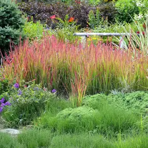 Imperata cylindrica 'Red Baron' 1L - image 2
