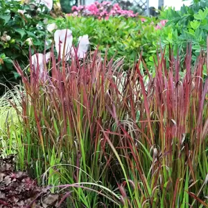 Imperata cylindrica 'Red Baron' 9cm - image 3