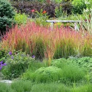 Imperata cylindrica 'Red Baron' 14cm - image 2