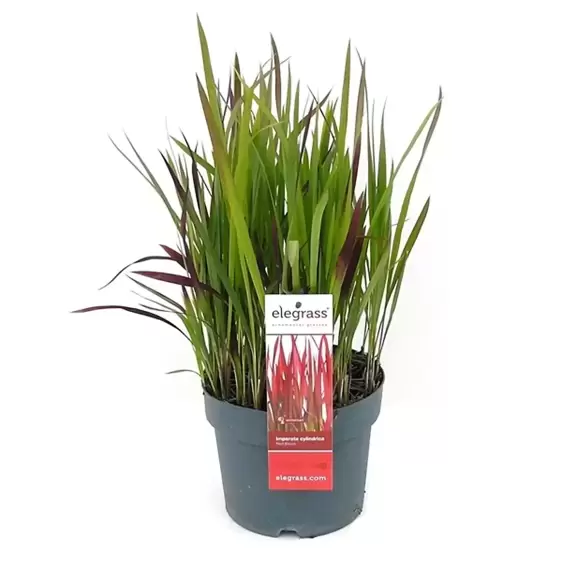 Imperata cylindrica 'Red Baron' 3L - image 4
