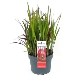 Imperata cylindrica 'Red Baron' 3L - image 4