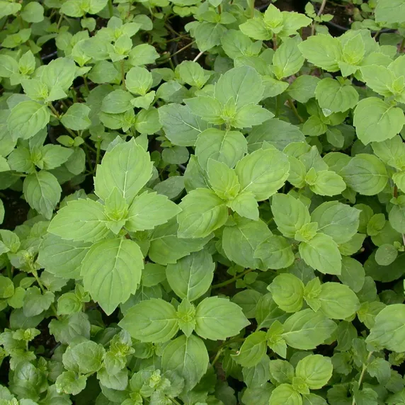 Indian Mint - image 2