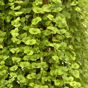 Indian Mint - image 1