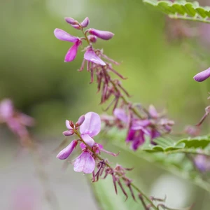 Indigofera himalayensis 'Silk Road'