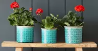 Indoor Plant Pots & Vases