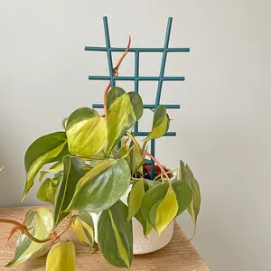 Indoor Plant Trellis