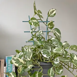 Indoor Plant Trellis - Large