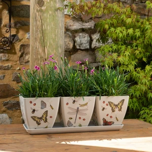 Insect Eco Pot Set