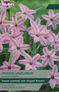 Ipheion uniflorum Charlotte Bishop