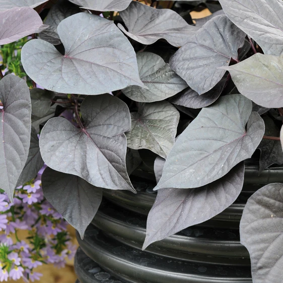 Image Credit: Ball Horticultural Company