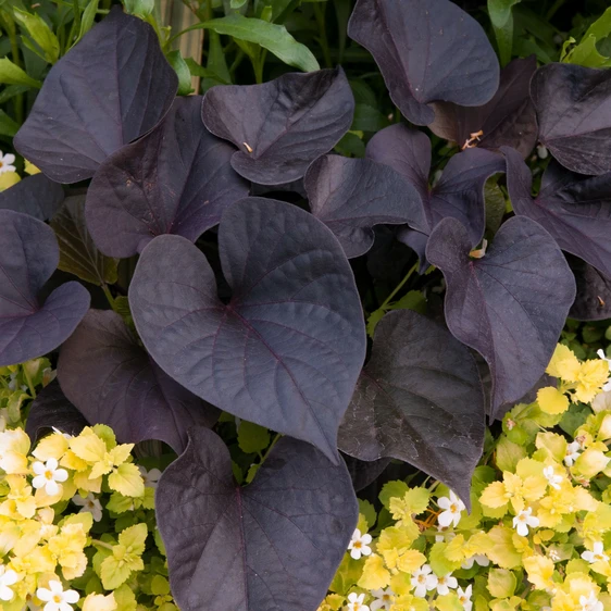 Image Credit: Ball Horticultural Company