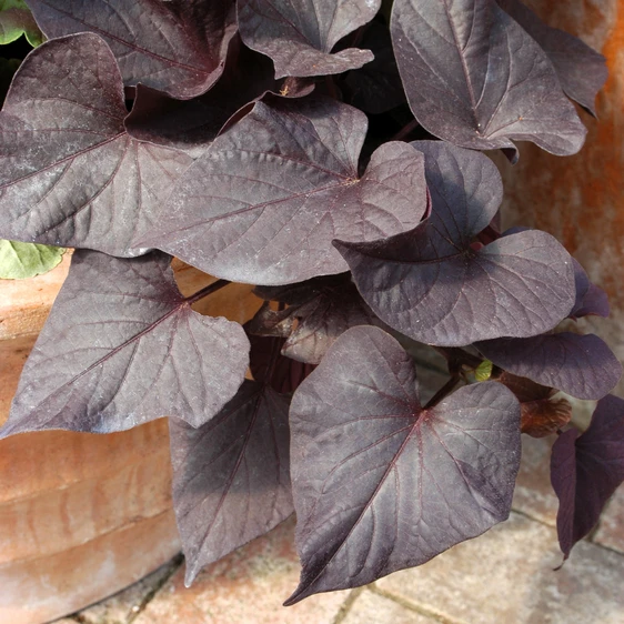 Image Credit: Ball Horticultural Company