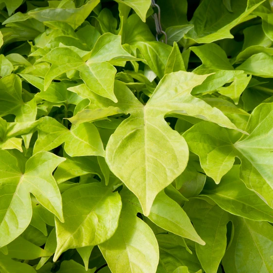 Image Credit: Ball Horticultural Company