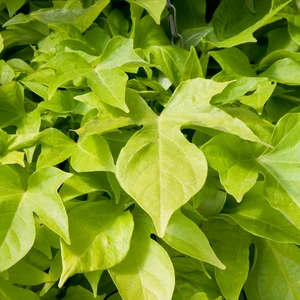 Image Credit: Ball Horticultural Company