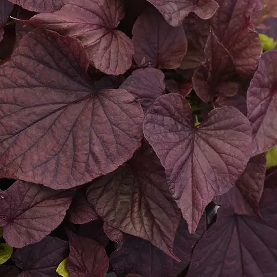 Image Credit: Ball Horticultural Company
