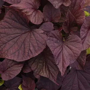 Image Credit: Ball Horticultural Company