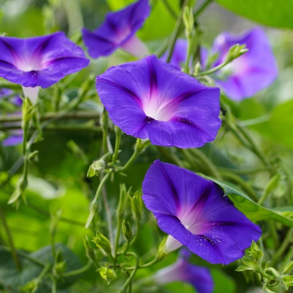 Ipomoea purpurea 'Star of Yalta' - image 1
