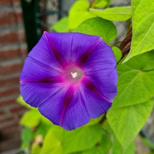 Ipomoea purpurea 'Star of Yalta' - image 2