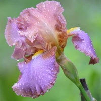 Iris