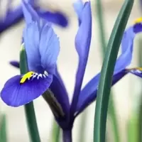 Iris (Spring)