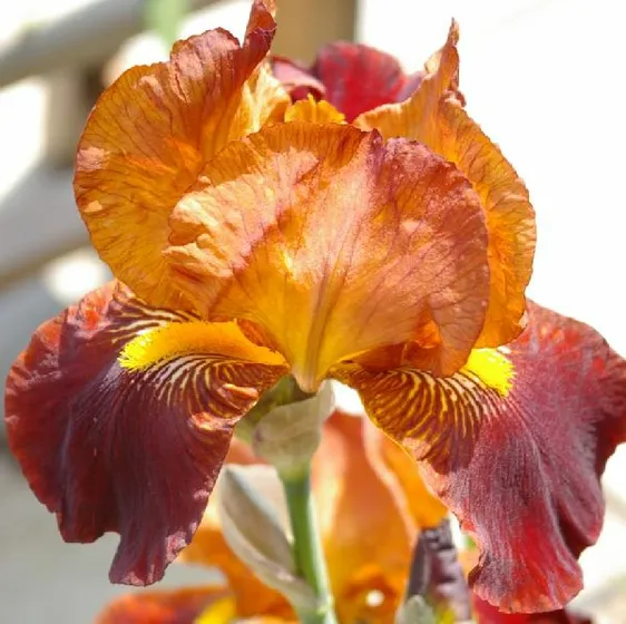 Image Credit - Iris Wiki
