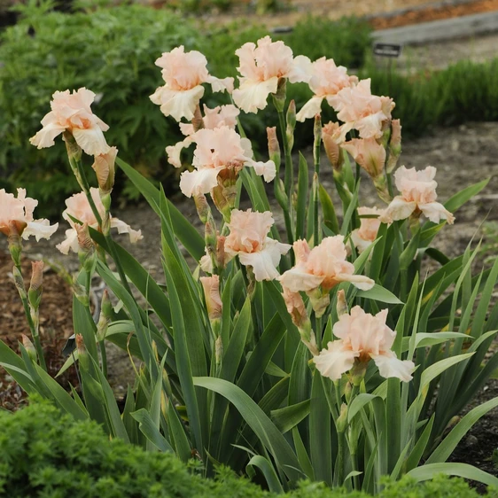 Iris germanica 'Beverly Sills' - image 2