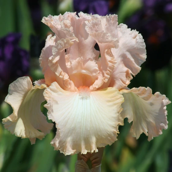 Picture - Ball Horticultural