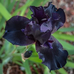 Iris germanica 'Black Dragon'