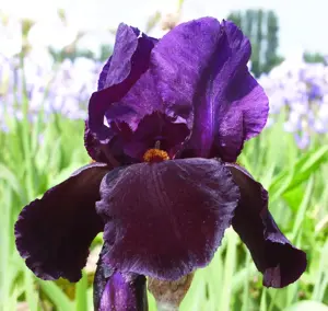 Iris germanica 'Black Swan' 1L