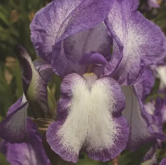 Iris germanica 'Blue Shimmer'