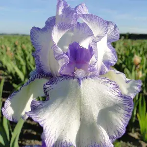 Image Credit: Ball Horticultural