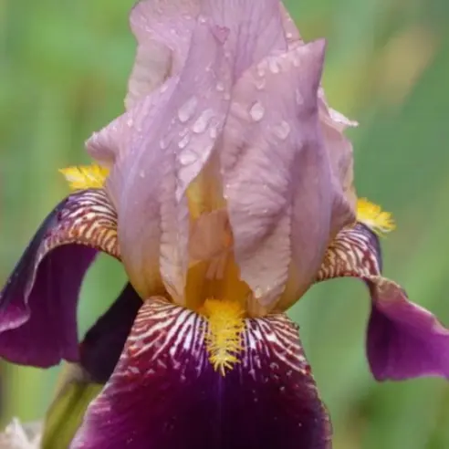 Iris germanica 'Bruno'