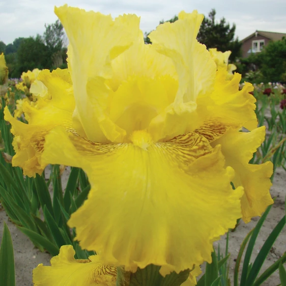 Picture - Ball Horticultural