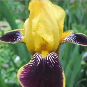 Iris 'Bumblebee Deelite'