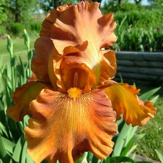 Image Credit - Iris Wiki