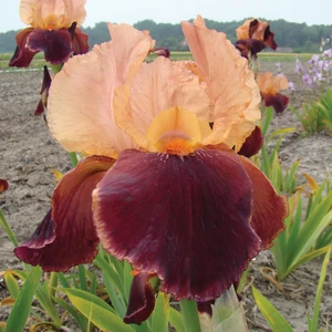 Picture - Ball Horticultural