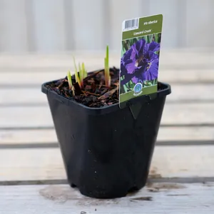 Iris sibirica 'Concord Crush'