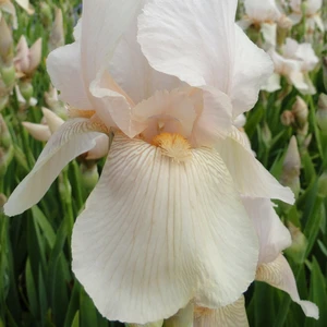 Iris germanica 'Constant Wattez' 1.5L